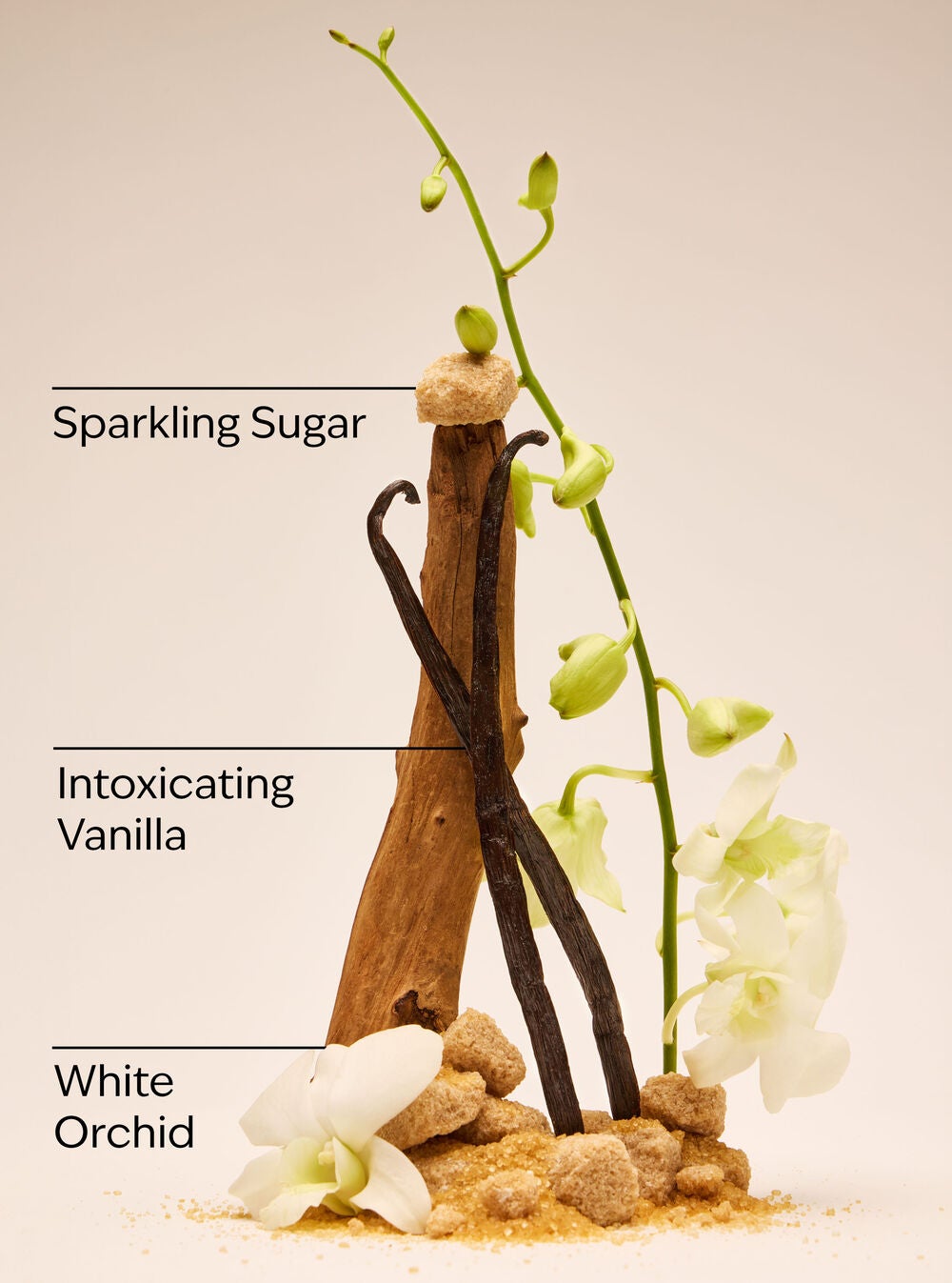 Warm Vanilla Sugar Body Lotion - Image 3