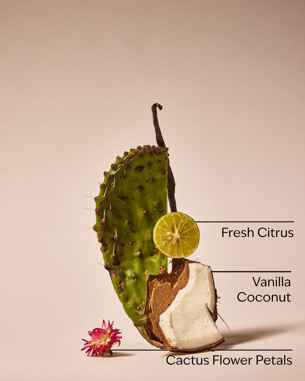 Cactus Blossom Dryer Sheets - Image 3