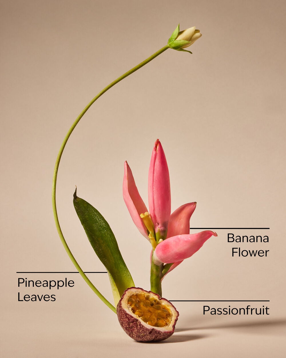 Bahamas Passionfruit & Banana Flower Body Lotion - Image 3