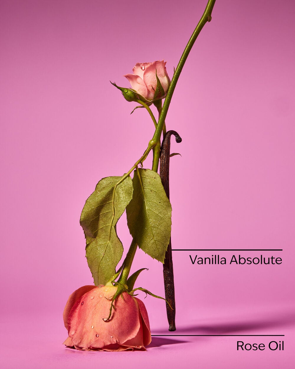 Rose Vanilla Body Wash & Foam Bath - Image 3