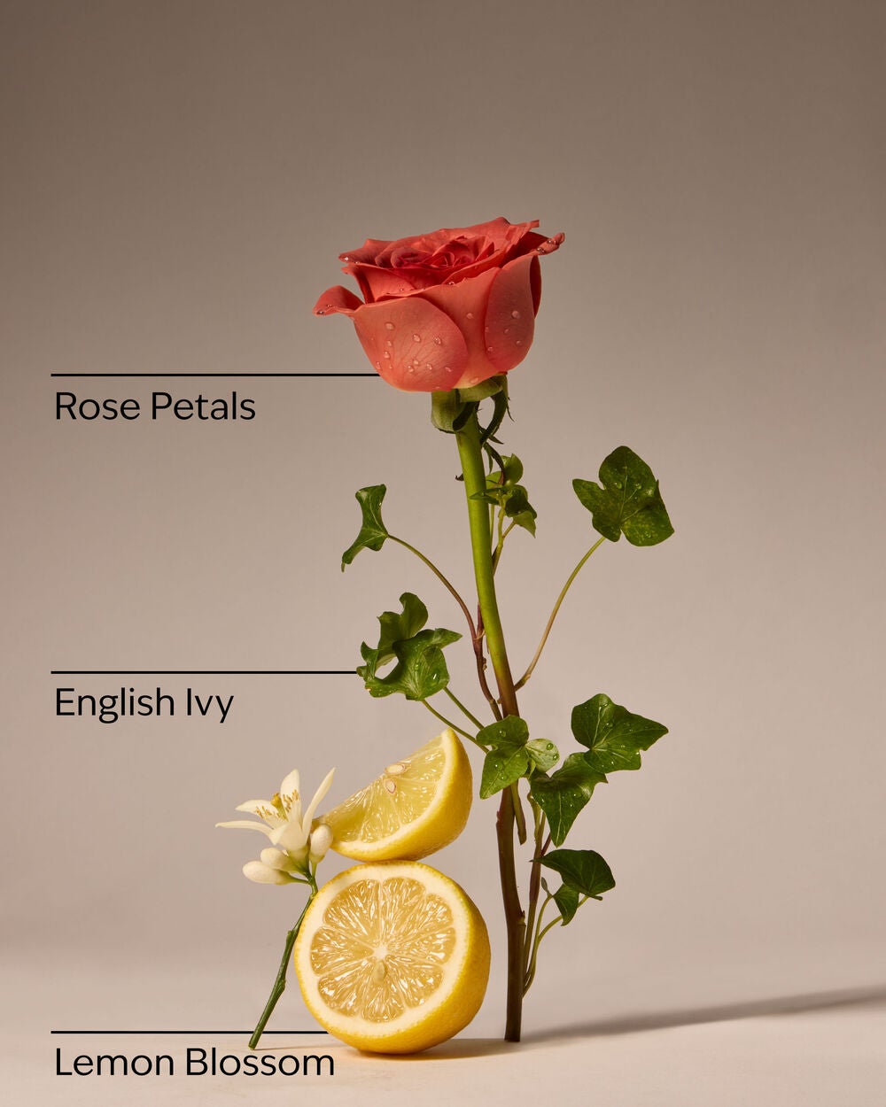 Rose Water & Ivy Concentrated Room Spray - Image 3